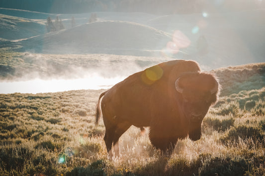 A lone Buffalo, Yellowstone